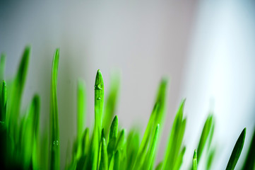Fototapeta na wymiar Vivid pure green home-grown grass background