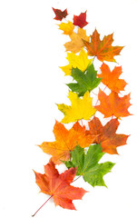 Colorful autumn maple leaves on a white background.