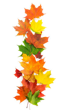 Colorful autumn maple leaves on a white background.