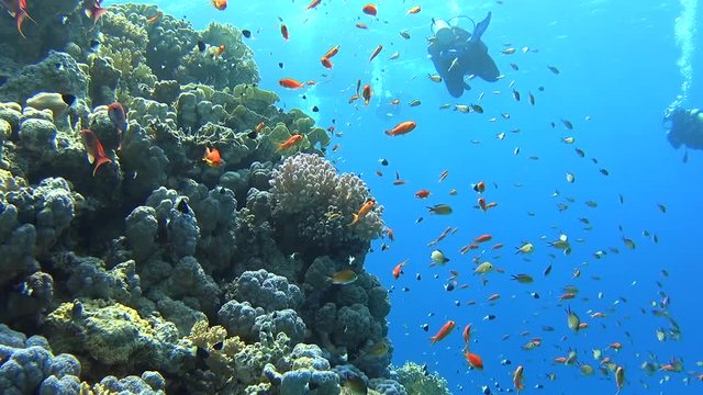 Beautiful underwater tropical coral reef landscape scene with shoals of anthias fish pseudoanthias squamipinnis and scuba divers