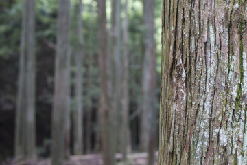 forest trees nature wood. Woodland forest