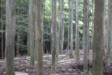 forest trees nature wood. Woodland forest