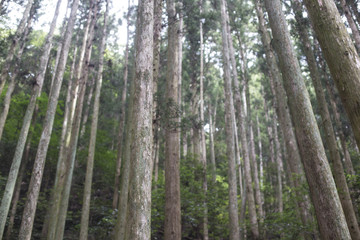 Fototapeta na wymiar forest trees nature wood. Woodland forest