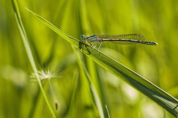 Libelle im Gras