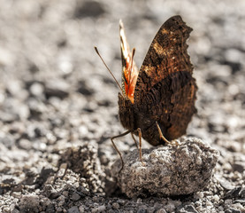 Schmetterling