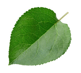 Green apple leaf isolated