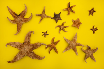 Starfishes on a yellow background.