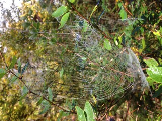 Spinnennetz im Herbst