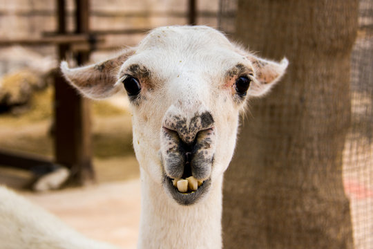 Front portrait of a white llama, Lama glama