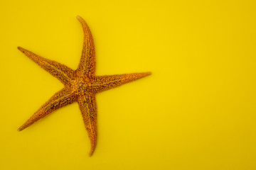 Fototapeta na wymiar Starfish on a yellow background.
