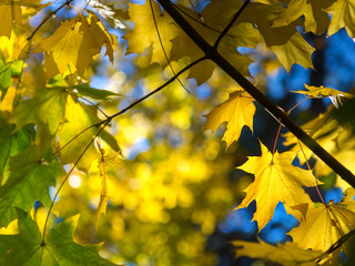 Autum orange, yellow and green leaves in sunny forest.