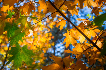 Autum orange, yellow and green leaves in sunny forest.