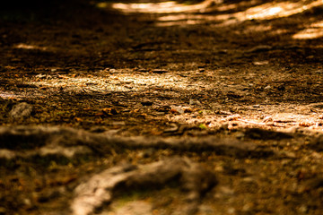 Autumn Forest Floor