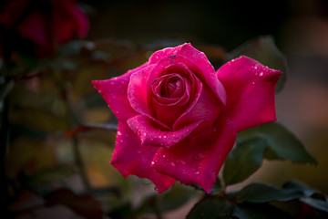 dew drops on rose petals