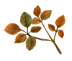 Watercolor branch of a tree with yellowed leaves. Element for design compositions on the autumn theme