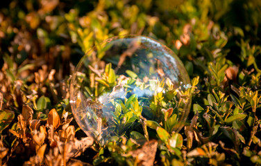 soap bubble, settled on a Bush