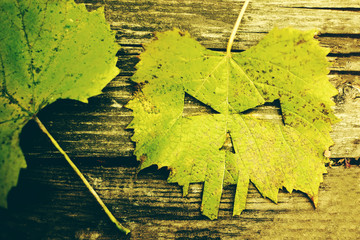 Autumn grape leaf with a Halloween face on old wooden grunge surface close up, toned.
