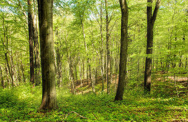 Obraz premium Waldidylle