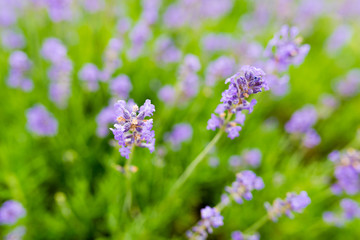 sprigs of lavender - flowers close up - very shallow depth of field