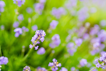 sprigs of lavender - flowers close up - very shallow depth of field