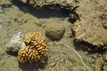 white coral. Tranquil underwater scene with copy space