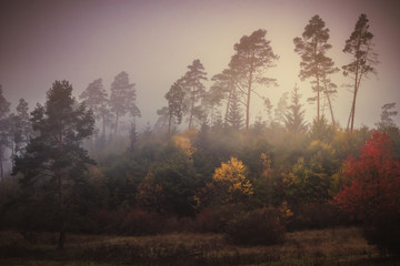 Obraz premium Magic autumn forest, romantic, misty, foggy landscape