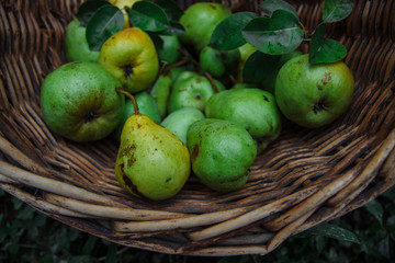 green and yellow pears with leaves in a wicker basket on green grass close-up, organic farm concept, summer harvest
