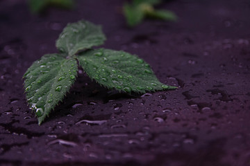 green raspberry leaves, blackberries on a dark background with water drops and an empty space for text