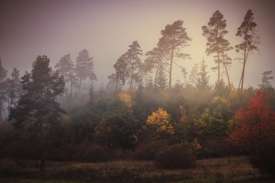 Fototapeta Magic autumn forest, romantic, misty, foggy landscape