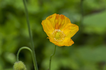 blüte farbe natur close up nature blossom color garden plant flora makro macro no people day