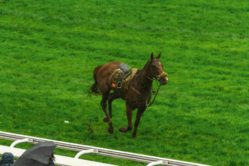 Lone horse lost his rider during a race