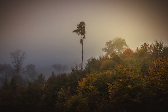 Fototapeta Magic autumn forest, romantic, misty, foggy landscape