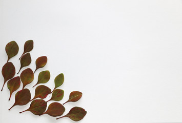 autumn background for text. Autumn colorful leaves on a white background. Autumn leaves texture for design.