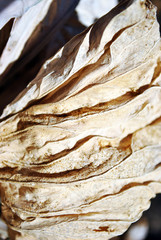 Dry brown leaf texture, natural organic  background, close up detail, soft sepia wavy lines