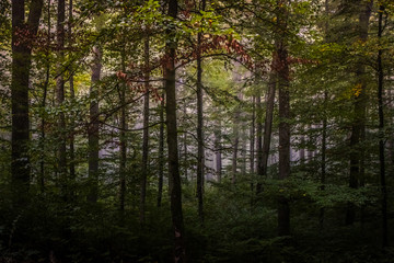 Fototapeta premium Magic autumn forest, romantic, misty, foggy landscape