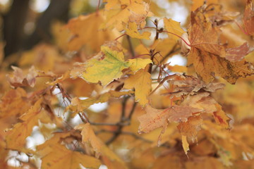 tree, leaf, nature, spring, green, branch, leaves, plant, forest, summer, autumn, flower, sky, season, foliage, yellow, blue, flora, day, color, bright, white