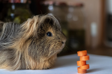 guinea pig in front of white background
