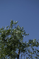Olivenbaum