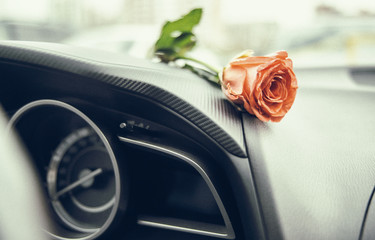 Red rose in a car interior