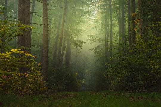 Fototapeta Magic autumn forest, romantic, misty, foggy landscape