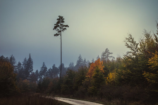 Fototapeta Magic autumn forest, romantic, misty, foggy landscape