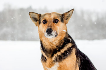 The dog sits in the snow against the forest during snowfall, a close-up plan_