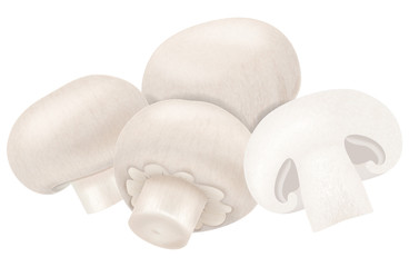 Fototapeta na wymiar White champignon mushrooms. Vector illustration.