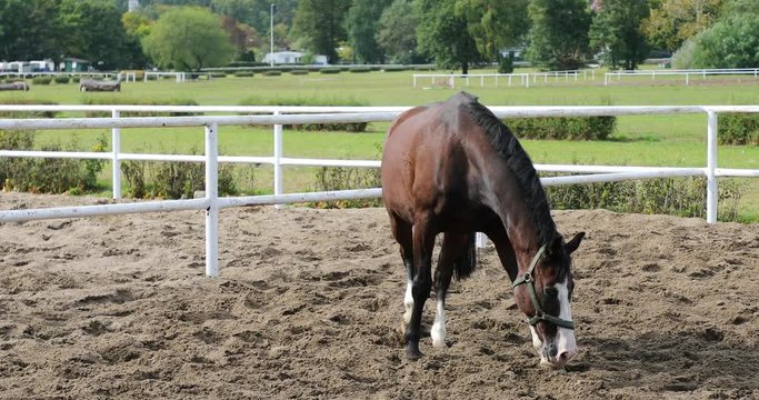 Horse is rolling in the sand, summer time