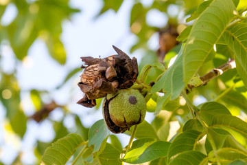 Walnüsse (Juglans regia) am Baum