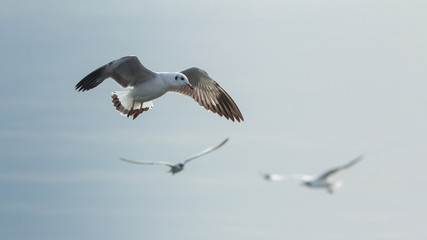 The seagull.