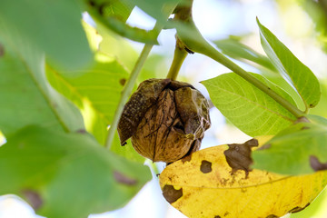 Walnuss  am Baum (Juglans regia)