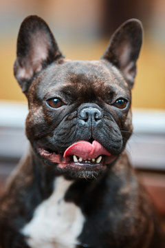 Portrait of a young French Bulldog on the background of nature and yellow autumn foliage. Dog on a natural background.