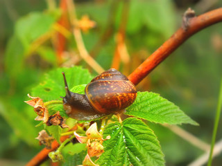 snail on a leaf