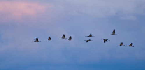 kräftige, erfahrene Kraniche fliegen an der Spitze